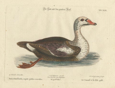 Hand-Colored Engraving of the Duck with a Grey Head by Johann Seligmann, ca.1770, close-up 5