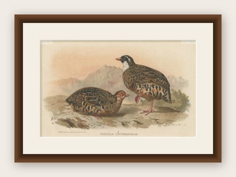 Antique Bird Print of The Painted Bush-quail by Hume & Marshall, 1879, shown framed
