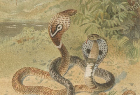Rattlesnake and Cobras, Antique Reptile Natural History Print, c.1895, close-up 3