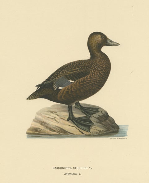 Quiet Sentinel: Original Vintage Bird Print of The Female Steller's Eider, 1929, view 3