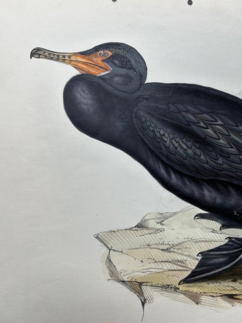 Antique Bird Print of the Great Cormorant or Black Shag, 1832, view 6