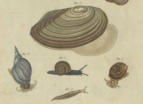 Exquisite 1805 Hand-Colored Engraving of Mollusks and Slugs from Bertuch’s Work, close-up 2