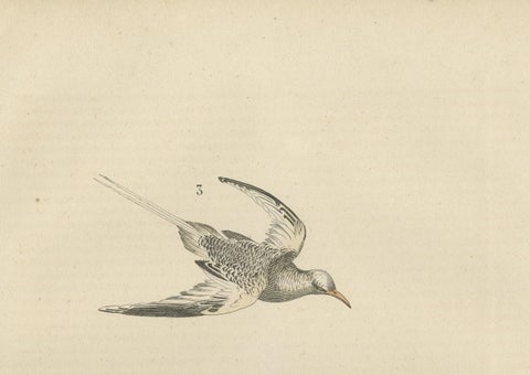 Hand-colored Print of a White Pelican, Frigate Bird and Red-Tailed Tropic Bird, close-up 1