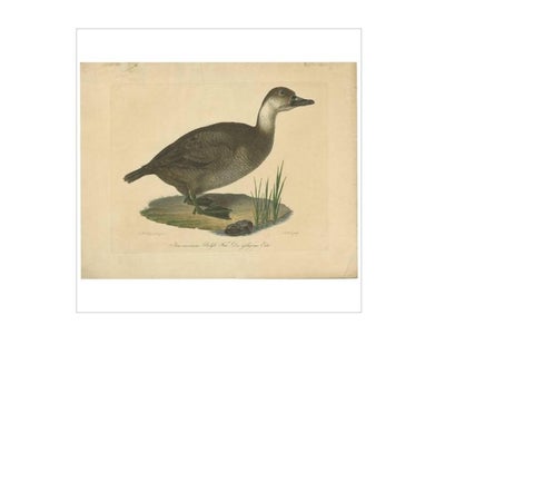 Antique Print of a Duck by J.C. Bock, circa 1800, view 2