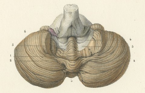 The Cerebellum, Antique Hirschfeld Anatomy Print, 1866, view 6