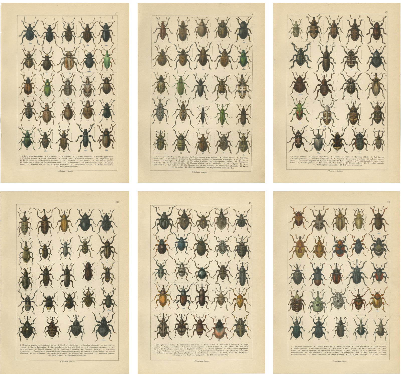Antique Weevil Beetle Chromolithographs, Curculionidae Plates, Calwer 1893