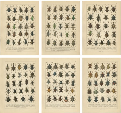Antique Weevil Beetle Chromolithographs, Curculionidae Plates, Calwer 1893