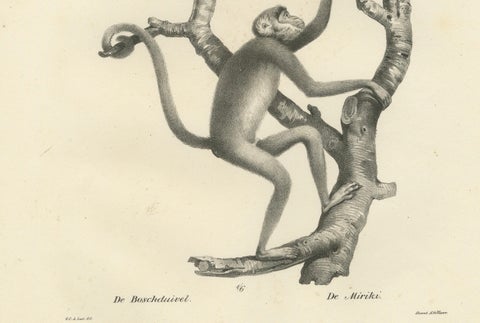 Forest Devil, Miriki & Long-bearded Howler Monkeys, Lithographs by C. Last, 1836, close-up 3