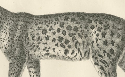 19th-Century Lithograph of the Leopard in a Graceful Standing Pose, close-up 1