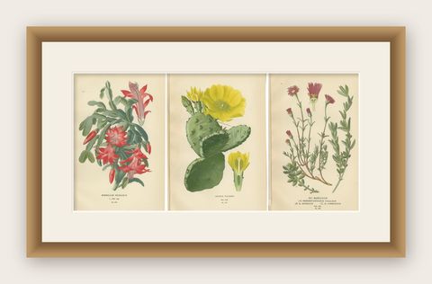 Antique Botanical Prints: Christmas Cactus, Prickly Pear Cactus & Fig Marigolds, shown framed