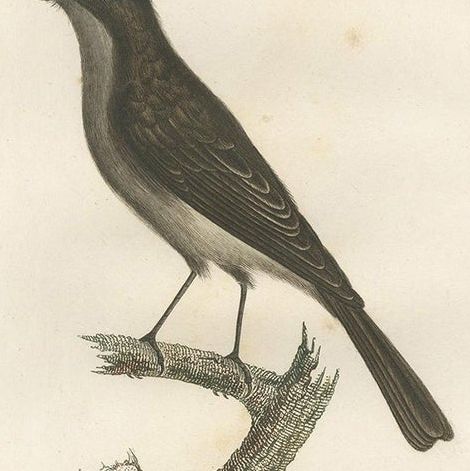 Antique Bird Print of a Peewee Flycatcher by Vieillot, 1807, close-up 2