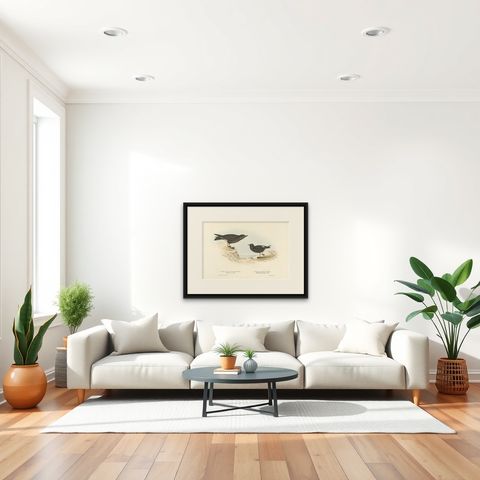 Antique Bird Print of Storm Petrels by Gould, 1832, shown framed in a room