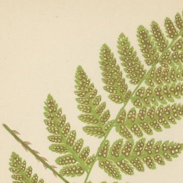 Antique Hand-Colored Fern Prints - Aspidium Acrostichoides, Cristatum, Rigidum, close-up 1