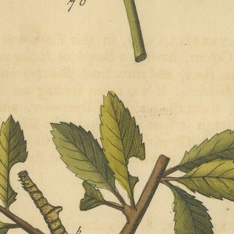 English Moths on Hawthorn, Antique Insect Print by Eleazar Albin, 1720, close-up 2