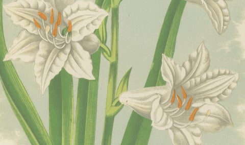 Paradise Lily (Anthericum liliastrum), Hand-Coloured Botanical Print, 1874, close-up 4