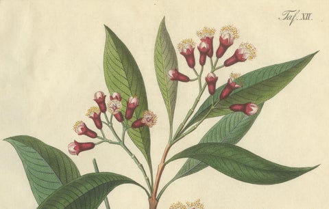 Antique Clove Botanical Print, Caryophyllus Aromaticus, Hand Colored, c.1831, close-up 1