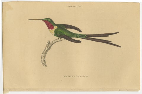 Set of 6 Antique Bird Prints, Evening Hummingbird, by Jardine, '1837', view 6