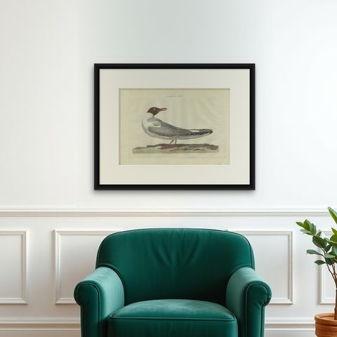 Antique Bird Print of the Male Black-Headed Gull by Sepp & Nozeman, 1789, shown framed on a wall