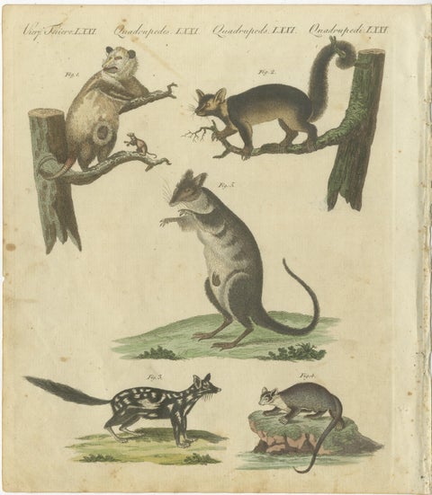 Hand-Colored 18th-Century Engraving of Exotic Quadrupeds from Natural History, view 2