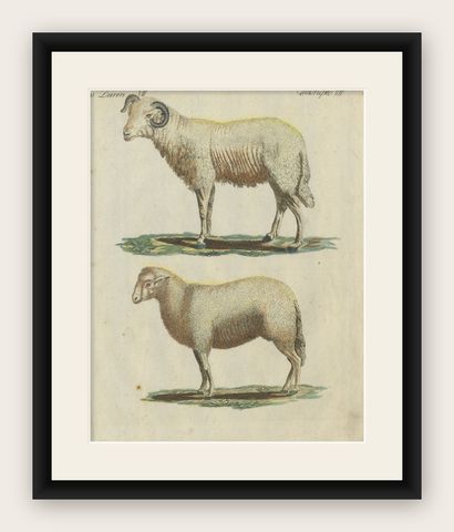 Patina Rich Hand Colored Antique Print of a Sheep and Ram, circa 1820, shown framed