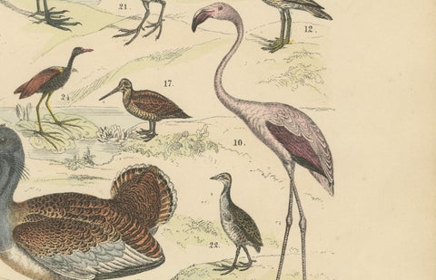 Wading Birds & Cranes Print: Flamingo, Stork, Ibis, Bustard, Antique 1867, close-up 3