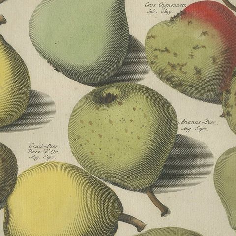 Tab I Antique Print of Various Pears by Knoop (1758), close-up 2