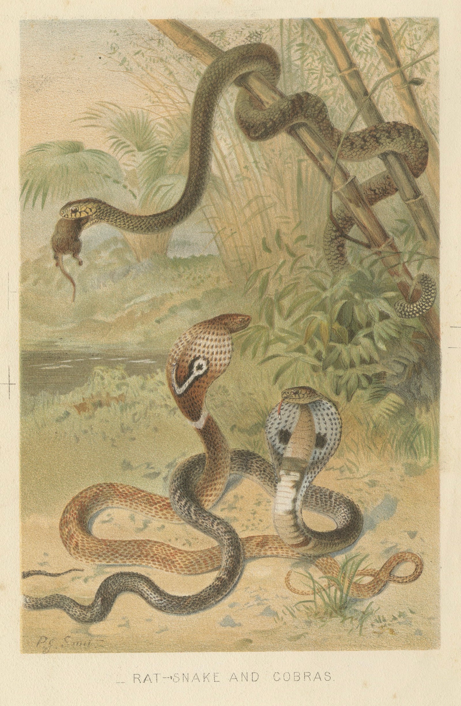 Rattlesnake and Cobras, Antique Reptile Natural History Print, c.1895