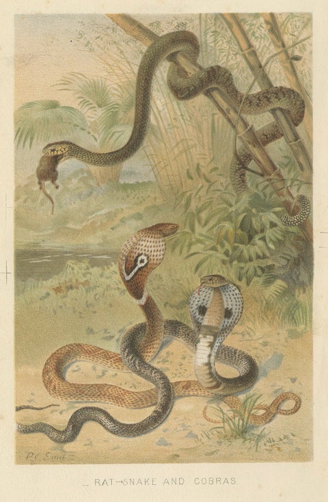Rattlesnake and Cobras, Antique Reptile Natural History Print, c.1895