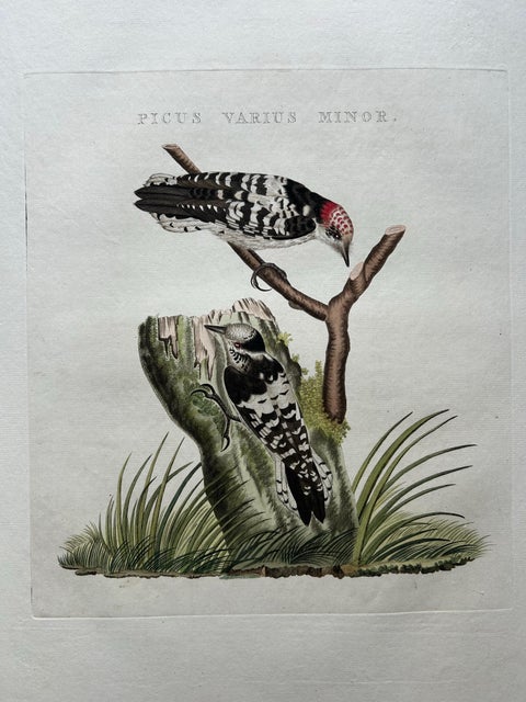 Lesser Spotted Woodpecker, Picus Varius Minor, c.1809, view 3