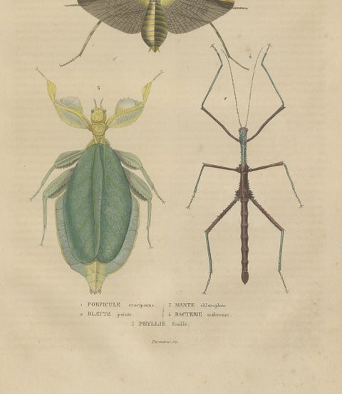19th Century Insects Microorganisms Handcolored Antique Engraving, 1845, close-up 1