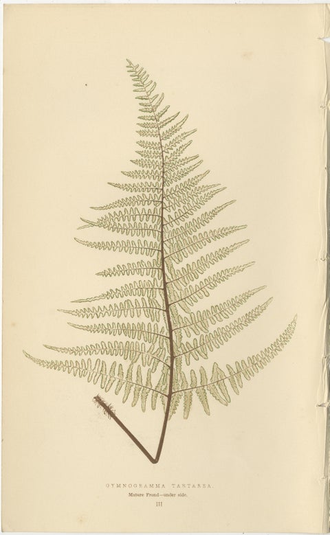 Antique Victorian Fern Botanical Prints, Gymnogramma Plates Wall Art 1856, view 4