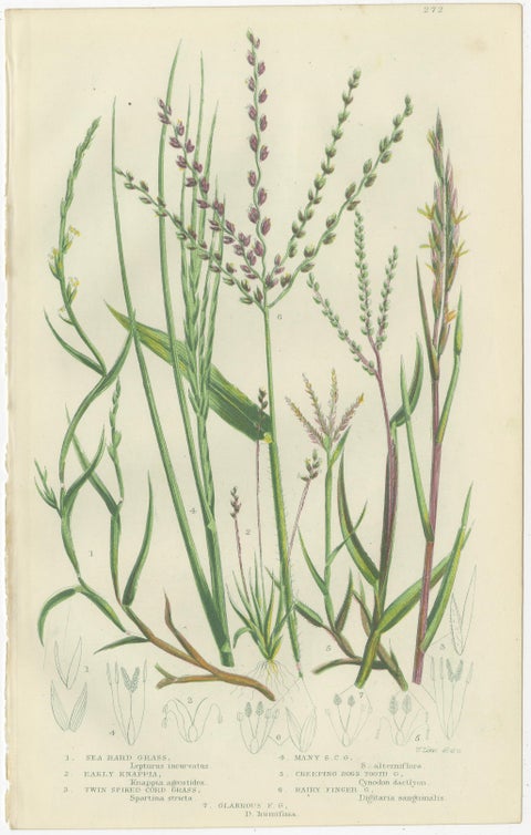 British Sedges Antique Botanical Prints, Hand-Colored Engravings, 1873, view 2