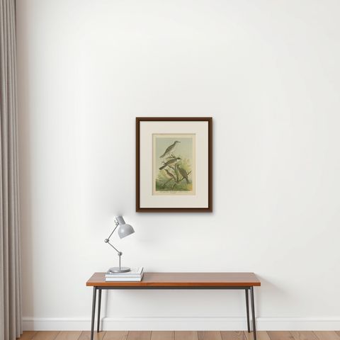 Antique Bird Print of the Barred & Western Orphean Warble by Naumann, circa 1895, shown framed on a wall