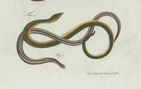 Original Antique Print of Four Slow Worms and Legless Lizards by Bertuch, 1802, close-up 1