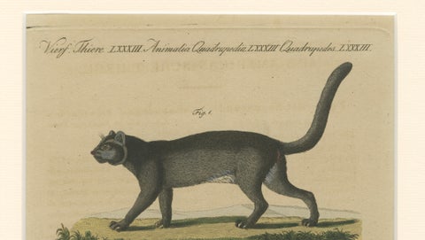 Antique Jaguar & Jaguarundi Engraving, Bertuch, 1813, close-up 4