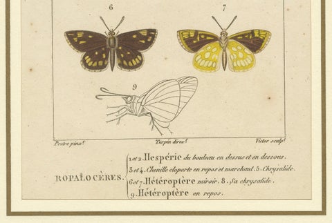 "Entomologie - Lepidoptera Study Plate" from Encyclopedic Collection, circa 1760, close-up 1