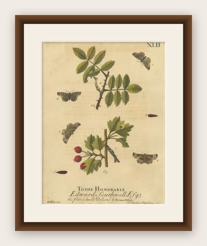 English Moths on Rowan & Hawthorn, Hand-Colored Insect Engraving, Albin 1720, shown framed