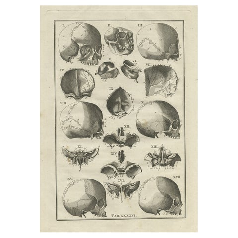 Antique Anatomy Print of the Head, Also Includes the Head of a Monkey, 1798