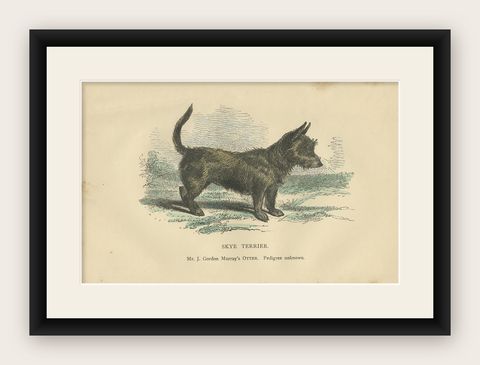 Antique Dog Print of a Skyre Terrier, circa 1890, shown framed