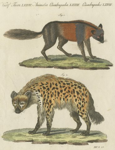 Cross Fox and Spotted Hyena, Antique Bertuch Print, Vienna, circa 1812