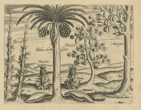 Cornucopia of India: Pineapples, Betel, Date Palms, Soursop, and Mangoes, 1601, close-up 1