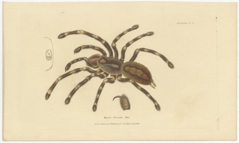 Antique Print of a Female Sri Lanka Ornamental Tiger Spider or Tarantula, 1833, view 2