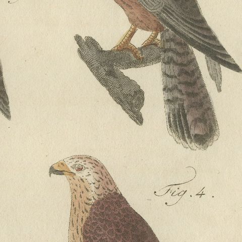 Falcons and Hawks including the Peregrine, Antique Bertuch Print, circa 1805, close-up 4