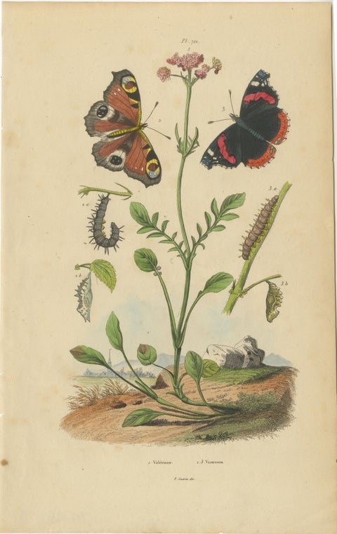 Pair of French Butterfly Engravings with Caterpillars by E. Guérin, 1835, view 3