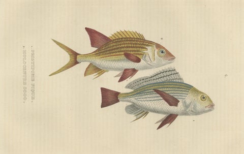 19th Century Sheepshead Seabream and Squirrelfish Antique Fish Print, 1845, close-up 2