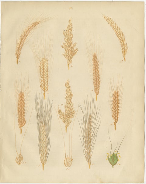 Antique Grain Studies, Wheat Varieties Botanical Lithographs, Calwer 1852, view 4