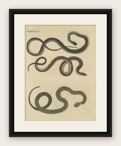 Antique Print of Various Snakes, 'c.1800', shown framed