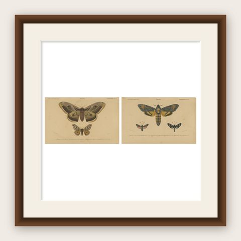 Antique Hand-Colored Moth and Butterfly Prints - Rare 19th-Century Illustrations, shown framed