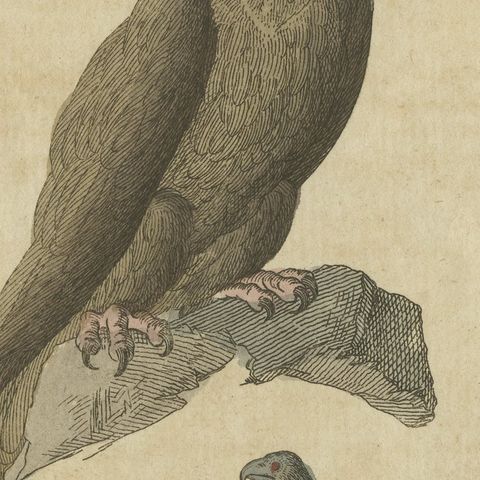 Eagles including the Bald Eagle, Antique Bertuch Print, circa 1805, close-up 1