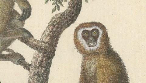Antique Gibbons & Monkeys Lithograph by Karl Joseph Brodtmann, 1816, close-up 6